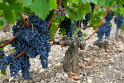 氣候變遷、紅酒需求下降　法國釀酒商「不種葡萄」領補貼利潤更高