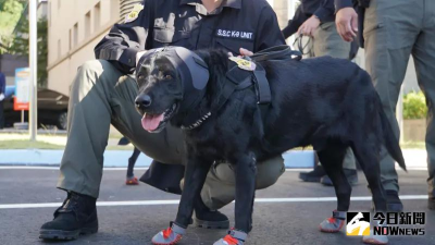 大選維安偵爆犬超吸睛！抗噪耳罩與美軍同級不怕造勢鞭炮聲