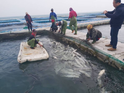 最強寒流襲台！富邦產險啟動科技理賠　累計養殖漁業賠款已逾千萬