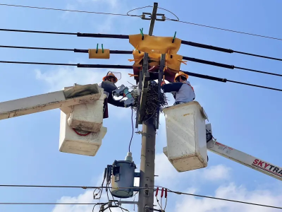 「驚蟄」飛禽走獸出沒　台電出動逾4000人強化供電穩定