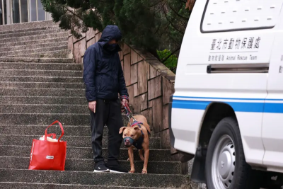 比特犬太兇殘禁養　經濟部3年前便公告列進口管制項目
