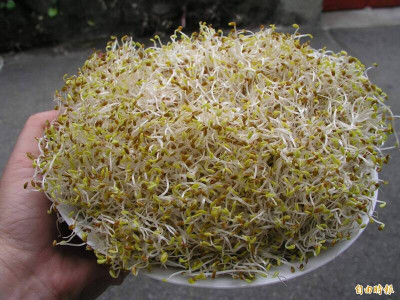 喫苜蓿芽健康好處多 降膽固醇、顧攝護腺有潛力