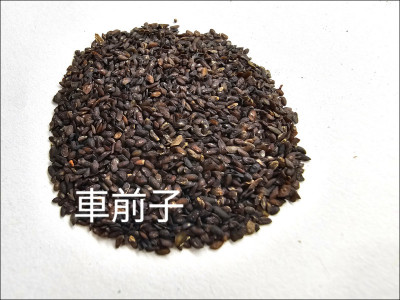 北宋御醫治不好 文豪歐陽修腹瀉日拉十多次 中草藥「車前子」神救援