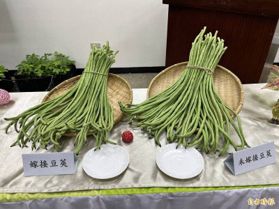 端午喫午時菜保平安！ 農業部教做「蒜炒長豇豆」