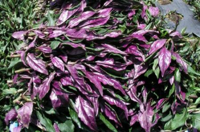 缺鐵只能狂嗑肉？ 喫對「這蔬菜」鐵質大進補