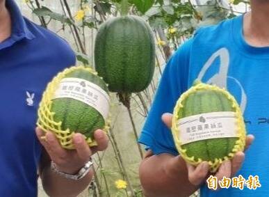 絲瓜3兄弟集合 蘋果、圓筒、稜角特色一次看