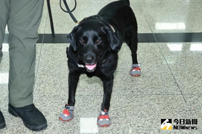 保障國家汪汪隊　執勤犬「專屬保險」上路