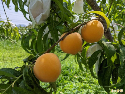 黃肉水蜜桃新星登場！台農9號紅金、11號杏桃香甜上市