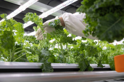 羽衣甘藍減脂新寵兒 農糧署教你料理