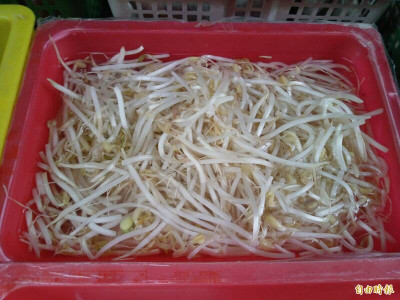 風災後「豆芽菜」仍便宜！保存、煮法一次看