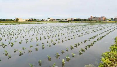 丹娜絲颱風+豪雨不停！全台累計農損逾25億　台南市損失9億最嚴重