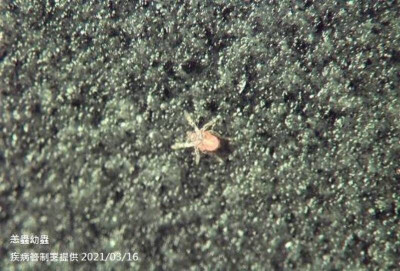 夏日出遊留意！恙蟲病恐併發肺炎 醫：野外穿淺色衣物