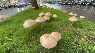 巨可愛！高雄「超大型菇菇」變打卡聖地 粉專急提醒別再去