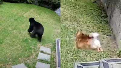 膽大狗英雄！黑熊闖民宅偷喫早餐　「炮彈」博美犬暴怒狂吠驅逐