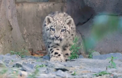 影／94年來首隻雪豹寶寶萌翻英國動物園！戶外探索畫面曝