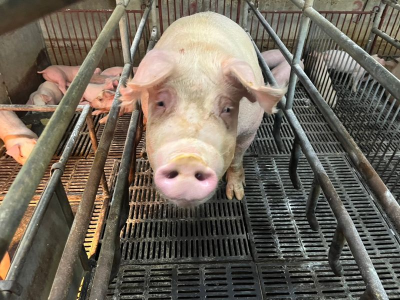 颱風豪雨造成蔬菜、豬肉價格高檔　主計總處：8月物價1.60%