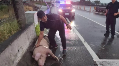 大豬跳車身亡！台61苗慄後龍段豬隻墜落　重摔倒臥車道搶救不治