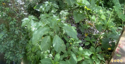 葉子誤認成野菜  喫到大花曼陀羅會要人命