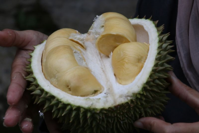 什麼味道？民眾誤將榴槤味當成煤氣外洩　德國消防員1天白跑4次