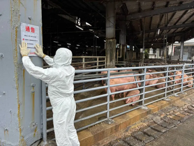 彰化芬園關聯養豬場「驚現4頭死豬」！動防所秒派員前往採驗送檢