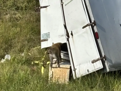 美國實驗室猴子逃脫下場慘！地方媽媽開槍擊斃：怕牠攻擊小孩