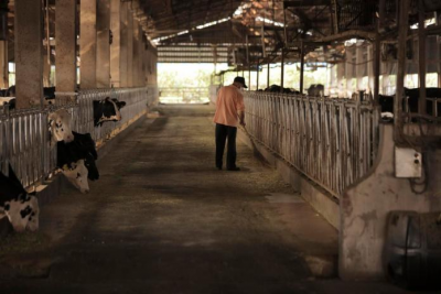 強化酪農產業韌性　明年元旦起乳牛保險全面納保