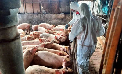 回應防檢署檢疫規定　雲縣府：禁廚餘養豬才是防疫根本