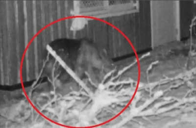 棕熊被籠子捕獲！連日闖入掀恐慌　已於札幌圓山動物園遭「賜死」