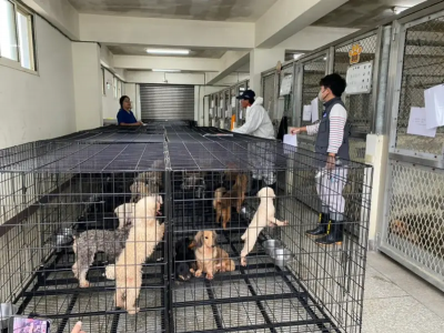 米可白喊話有效！苗慄犬舍爆割聲帶　動防所長下台再挨告貪汙遭查