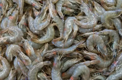 中國害宏國白蝦雪崩67%！反對派促與台復交 葉元之：外交部快動作