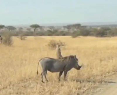 《獅子王》神還原！丁滿騎彭彭超Chill　鏡頭後養父身份曝光