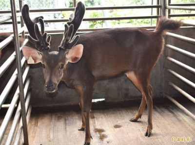 手腳冰冷族 中醫教戰鹿茸內服外用法