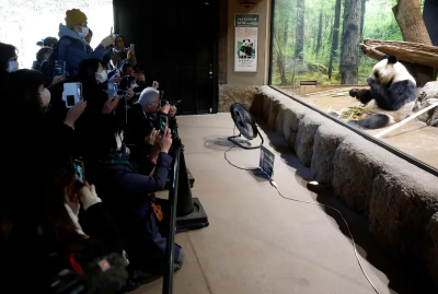 含淚看最後一眼！上野動物園2貓熊將返中　千名粉絲湧園道別