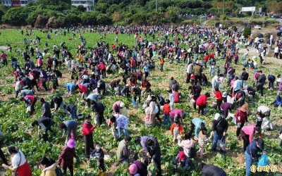 拔蘿蔔季節到了 控糖患者最佳首選食材