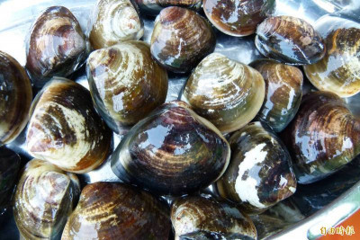 貝類海鮮細菌、重金屬易累積？ 專家授3招安心享海味