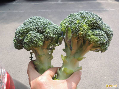 料理青花菜前別急 營養師提醒一定要「等」