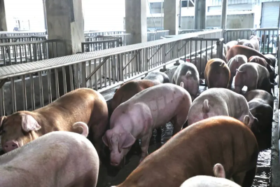 向WOAH提申請重返非洲豬瘟非疫區？陳駿季：已在準備、會盡快提出