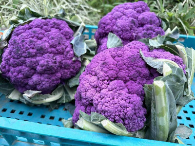 冬日限定紫色花椰菜 營養師授Hold住4營養素撇步