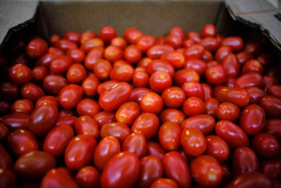 牙齦健康守護者！研究顯示番茄或減少老年人牙周炎風險