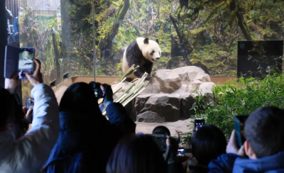 影／日本貓熊歸零！「曉曉、蕾蕾」今返中　粉絲淚別：明天怎麼辦