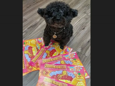 屬馬「貴賓狗」帶財？幫挑刮刮樂竟中100萬　中年男喊：太神奇了