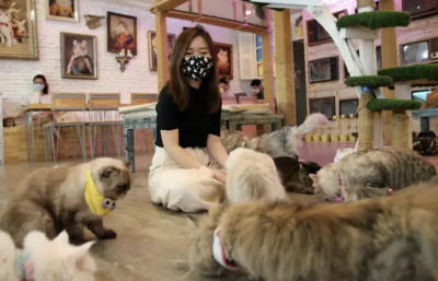 泰國觀光放緩擋不住吸貓潮！貓咖爆滿　喵喵經濟撐起內需新亮點