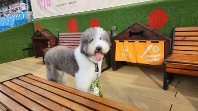 毛小孩過年也要走春！桃園市「友善寵物放電地圖」報你知