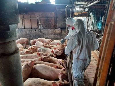 爭取重返豬瘟非疫區！農業部今遞交申請　審查時間變久原因曝