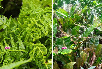 熬夜族必看 2野菜竟藏抗發炎密碼 每週喫2次就夠