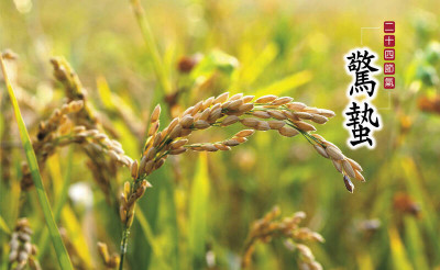 情緒變敏感？ 醫揭腸道與神經一起醒來的緣故