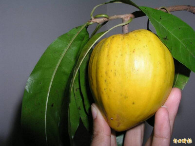 獨特水果「仙桃」網評口感怪奇！營養師：膳食纖維高