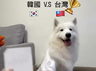 網紅薩摩耶完美算命中華隊WBC贏韓國！球迷超興奮：快來朝聖神犬