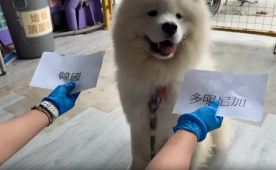 經典賽韓國輸多明尼加！薩摩耶又命中了：根本神犬　果斷小手笑翻