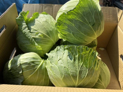 高麗菜1顆19元正好食 這部位最營養 專家曝一堆人都丟錯